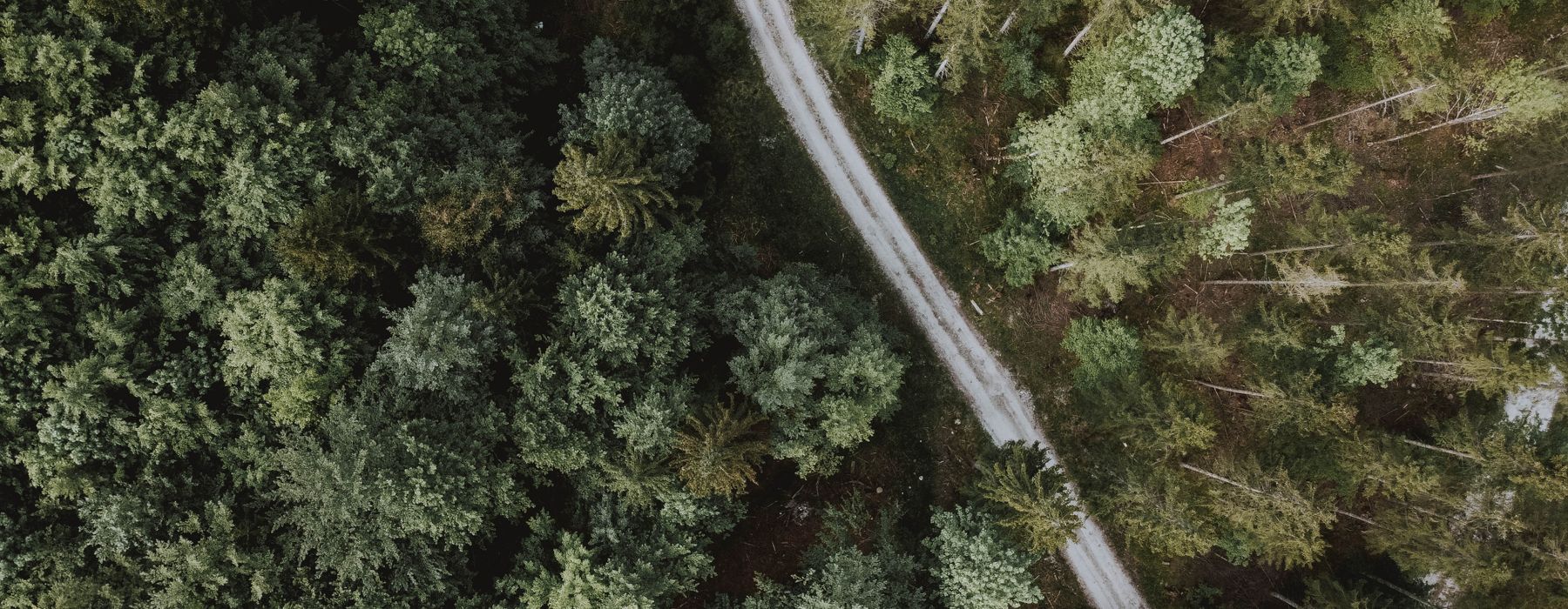 Vista aérea de un bosque atravesado por una vía destapada.