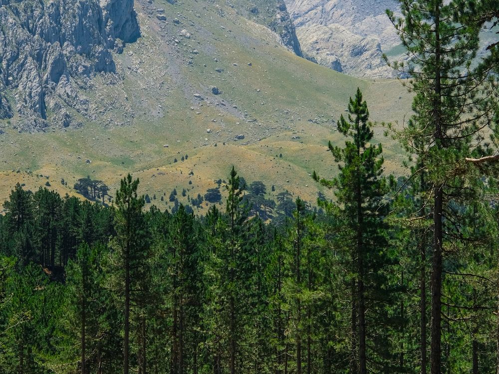 Bosque de montaña frente a laderas rocosas de alta cordillera.